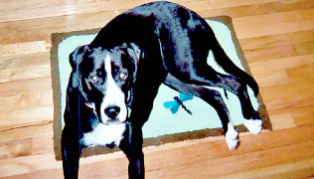Wool hooked rug with dragonfly design and dog "Walker" sitting on top
